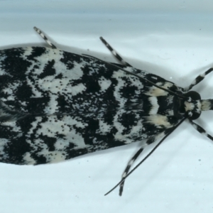 Scoparia exhibitalis at Ainslie, ACT - 20 Oct 2021