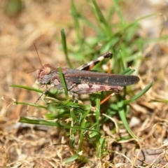 Cryptobothrus chrysophorus (Golden Bandwing) at QPRC LGA - 17 Jan 2021 by natureguy