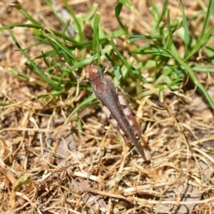 Cryptobothrus chrysophorus at Wamboin, NSW - 17 Jan 2021