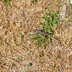 Cryptobothrus chrysophorus at Wamboin, NSW - 17 Jan 2021