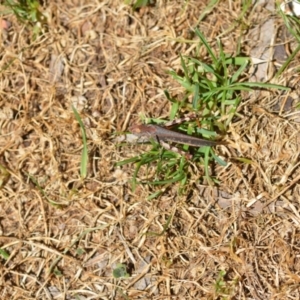 Cryptobothrus chrysophorus at Wamboin, NSW - 17 Jan 2021