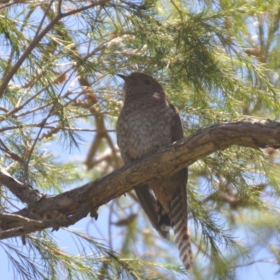 Cacomantis flabelliformis (Fan-tailed Cuckoo) at QPRC LGA - 20 Jan 2021 by natureguy