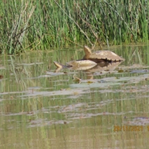 Chelodina longicollis at Stromlo, ACT - suppressed