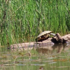 Chelodina longicollis at Stromlo, ACT - suppressed