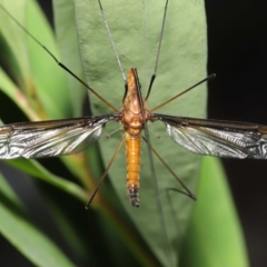 Leptotarsus (Macromastix) costalis (Common Brown Crane Fly) at Acton, ACT - 5 Dec 2021 by TimL