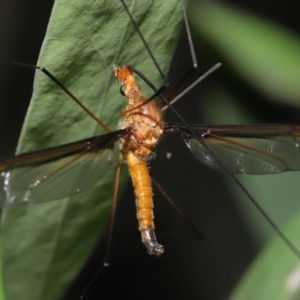 Leptotarsus (Macromastix) costalis at Acton, ACT - 5 Dec 2021