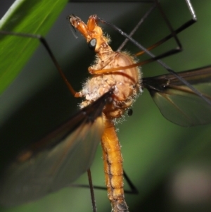 Leptotarsus (Macromastix) costalis at Acton, ACT - 5 Dec 2021