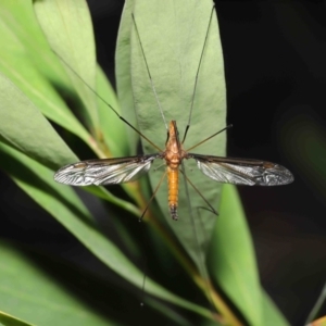 Leptotarsus (Macromastix) costalis at Acton, ACT - 5 Dec 2021