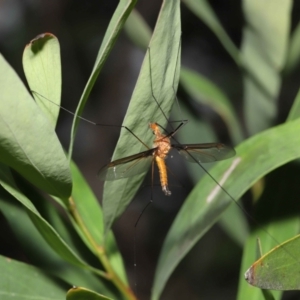 Leptotarsus (Macromastix) costalis at Acton, ACT - 5 Dec 2021