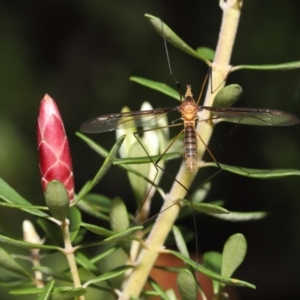 Leptotarsus (Macromastix) costalis at Acton, ACT - 5 Dec 2021