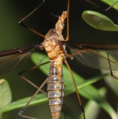 Leptotarsus (Macromastix) costalis at Acton, ACT - 5 Dec 2021