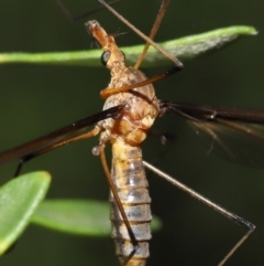 Leptotarsus (Macromastix) costalis at Acton, ACT - 5 Dec 2021