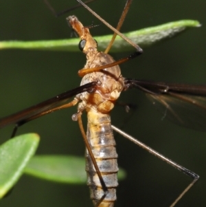 Leptotarsus (Macromastix) costalis at Acton, ACT - 5 Dec 2021