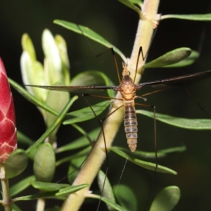 Leptotarsus (Macromastix) costalis at Acton, ACT - 5 Dec 2021