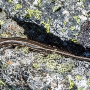 Pseudemoia spenceri at Mount Clear, ACT - 30 Nov 2021