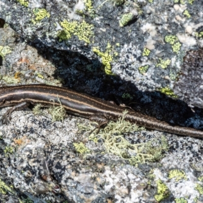 Pseudemoia spenceri (Spencer's Skink) at Mount Clear, ACT - 30 Nov 2021 by Philip