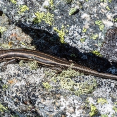 Pseudemoia spenceri (Spencer's Skink) at Mount Clear, ACT - 29 Nov 2021 by Philip