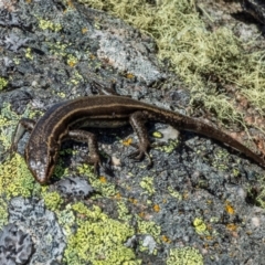 Pseudemoia spenceri at Mount Clear, ACT - 30 Nov 2021