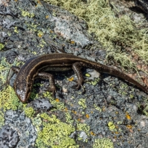 Pseudemoia spenceri at Mount Clear, ACT - 30 Nov 2021