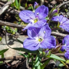 Veronica gracilis (Slender Speedwell) at Yaouk, NSW - 28 Nov 2021 by Philip