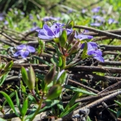 Veronica gracilis at Yaouk, NSW - 29 Nov 2021