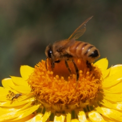 Apis mellifera (European honey bee) at Mount Taylor - 29 Nov 2021 by BarrieR