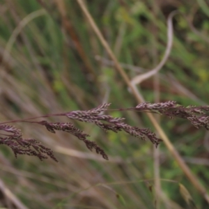 Poa sieberiana at Monash, ACT - 3 Nov 2021