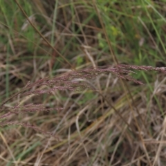 Poa sieberiana at Monash, ACT - 3 Nov 2021