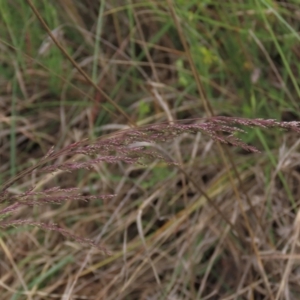 Poa sieberiana at Monash, ACT - 3 Nov 2021