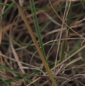 Poa sieberiana at Monash, ACT - 3 Nov 2021