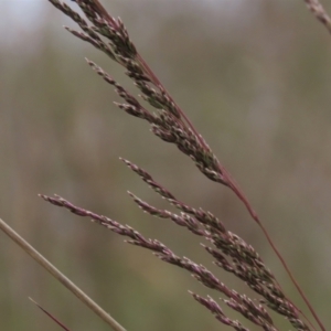 Poa sieberiana at Monash, ACT - 3 Nov 2021