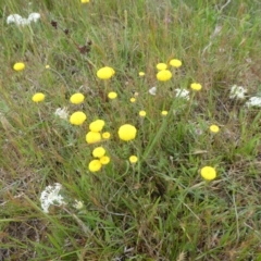 Leptorhynchos squamatus (Scaly Buttons) at Namadgi National Park - 4 Dec 2021 by WendyW