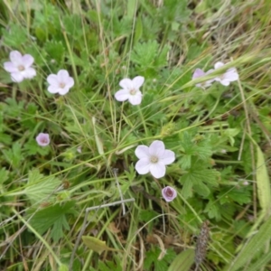 Geranium antrorsum at Rendezvous Creek, ACT - 5 Dec 2021