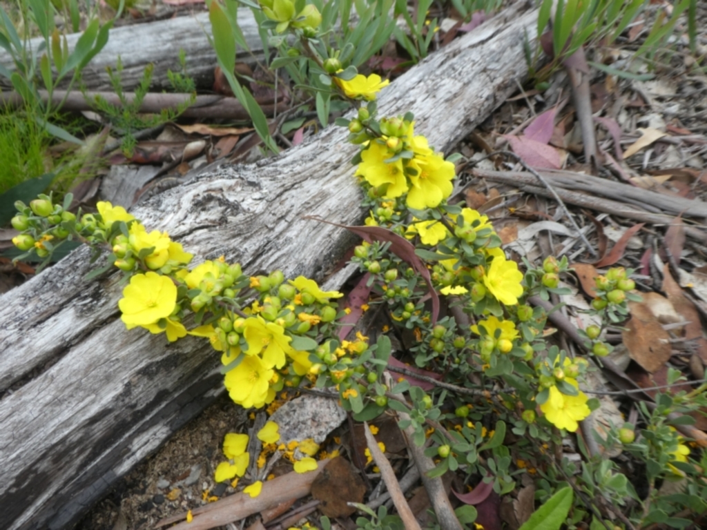 Hibbertia obtusifolia at Rendezvous Creek, ACT - 5 Dec 2021