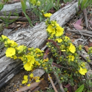 Hibbertia obtusifolia at Rendezvous Creek, ACT - 5 Dec 2021