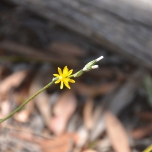 Chondrilla juncea at Wamboin, NSW - 21 Jan 2021 02:22 PM