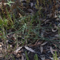 Chondrilla juncea at Wamboin, NSW - 21 Jan 2021 02:22 PM