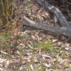 Chondrilla juncea at Wamboin, NSW - 21 Jan 2021 02:22 PM