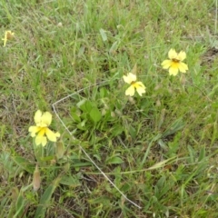 Goodenia paradoxa (Spur Goodenia) at Rendezvous Creek, ACT - 5 Dec 2021 by WendyW