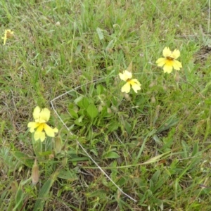 Goodenia paradoxa at Rendezvous Creek, ACT - 5 Dec 2021