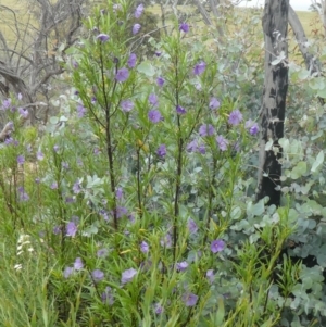 Solanum vescum at Rendezvous Creek, ACT - 5 Dec 2021