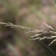 Poa sieberiana (Poa Tussock) at Wamboin, NSW - 21 Jan 2021 by natureguy