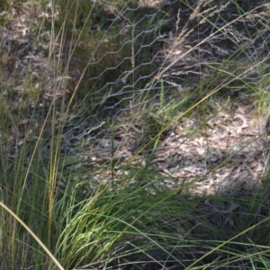 Poa sieberiana at Wamboin, NSW - 21 Jan 2021