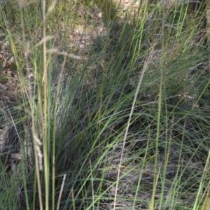 Poa sieberiana at Wamboin, NSW - 21 Jan 2021 02:23 PM