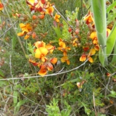 Mirbelia oxylobioides (Mountain Mirbelia) at Rendezvous Creek, ACT - 4 Dec 2021 by WendyW