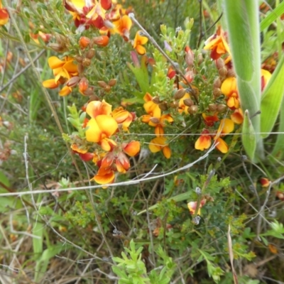 Mirbelia oxylobioides (Mountain Mirbelia) at Namadgi National Park - 4 Dec 2021 by WendyW