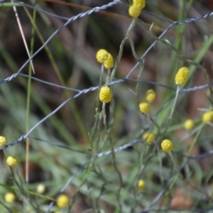 Calocephalus citreus at Wamboin, NSW - 21 Jan 2021