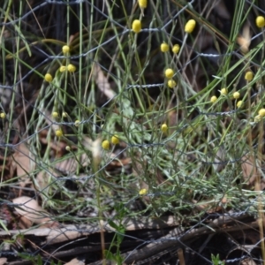 Calocephalus citreus at Wamboin, NSW - 21 Jan 2021