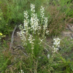 Stackhousia monogyna (Creamy Candles) at Namadgi National Park - 4 Dec 2021 by WendyW