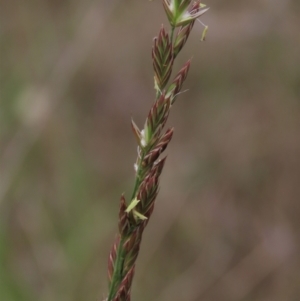 Lolium arundinaceum at Monash, ACT - 3 Nov 2021